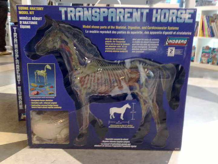 Transparent Horse